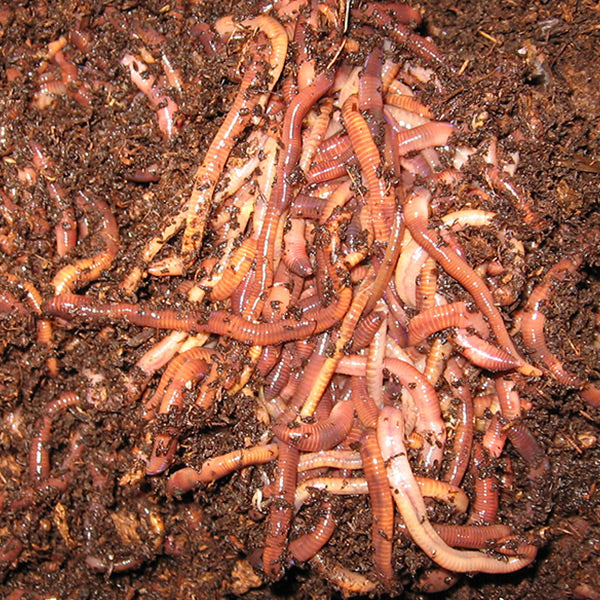 Red Wigglers  -  (Eisenia fetida or Eisenia andrei) Compositing Worms (CSC) - Tampa Home & Garden Store