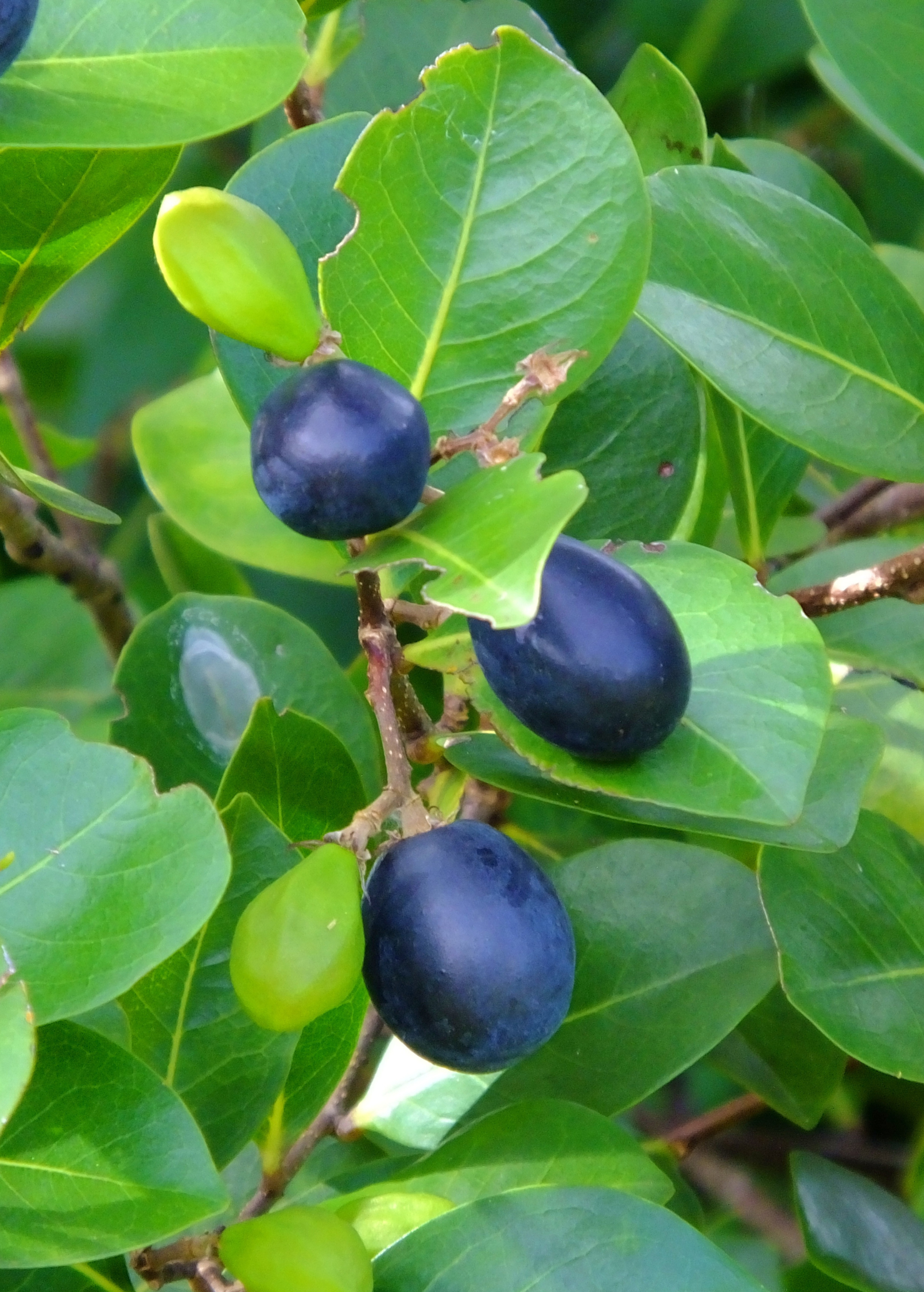 Red-tipped Cocoplum (Chrysobalanus icaco) - Tampa Home & Garden Store