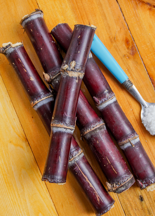 Sugar Cane Plant 'Red'