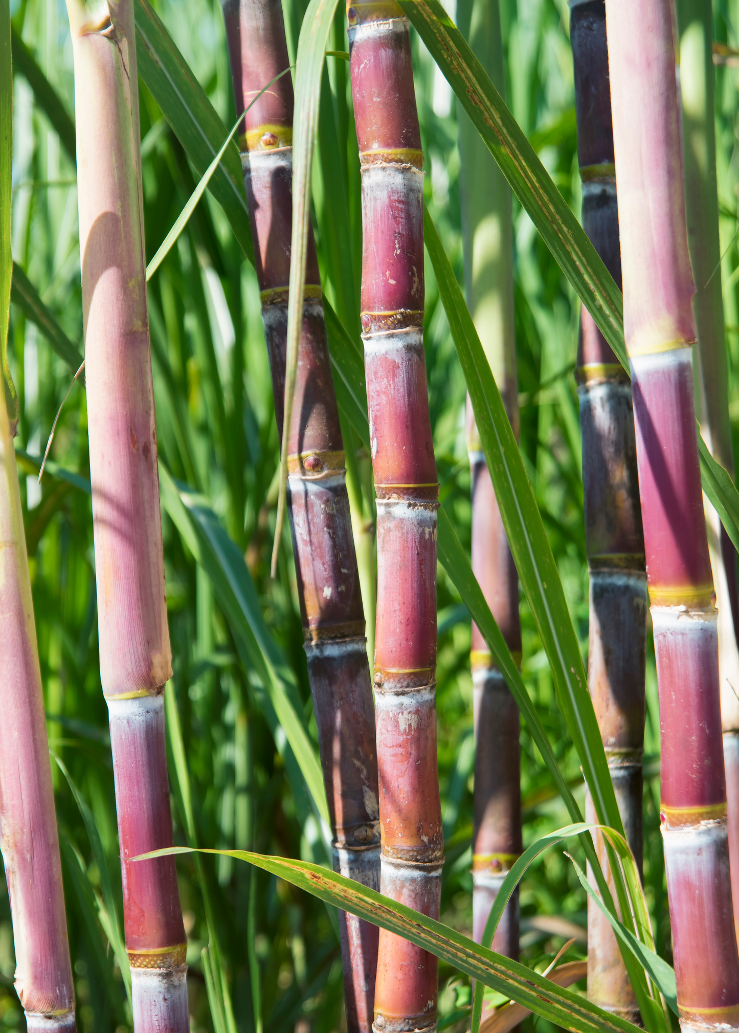 Sugar Cane Plant 'Red'