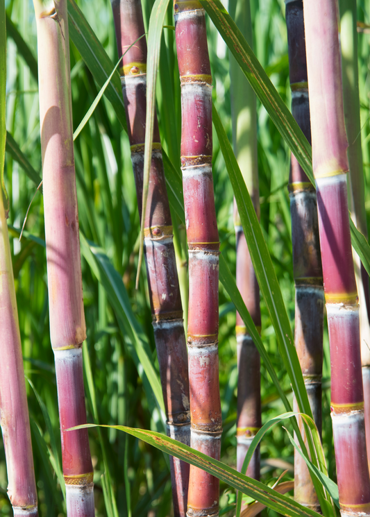 Sugar Cane Plant 'Red'