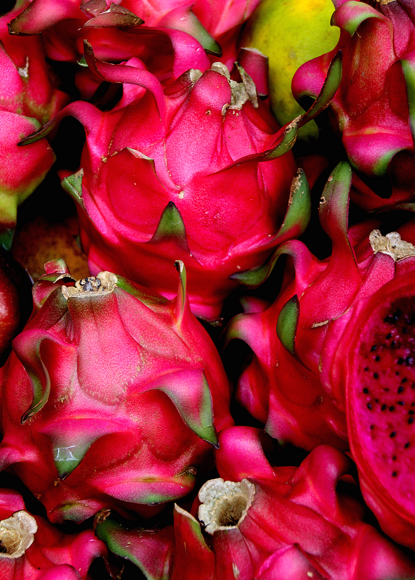 Dragon Fruit Plant, Red 'Tricia' (Hylocereus polyrhizus)