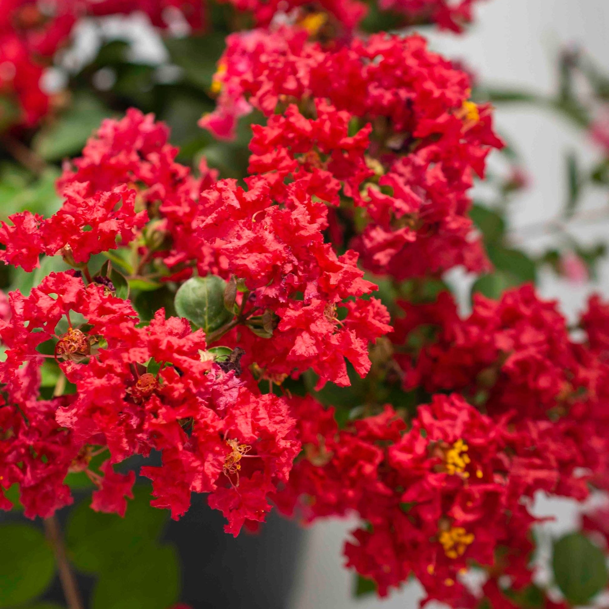 Bellini® Strawberry Crape Myrtle plant with red blooms and green leaves Live Good Logistics on Tampa Home & Garden Store
