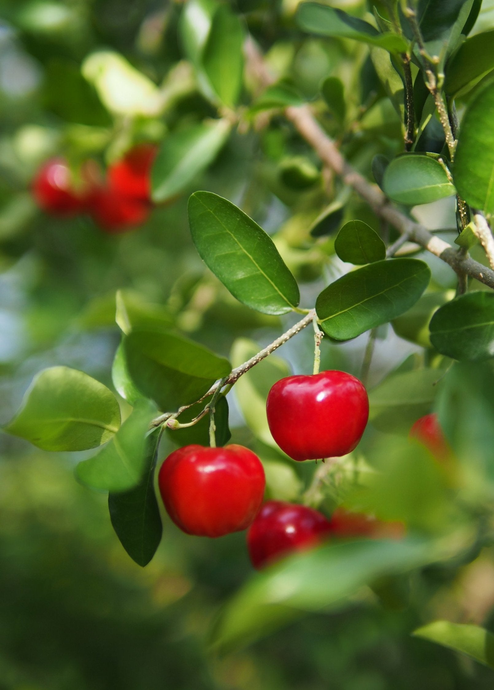 Barbados Cherry tropical fruit tree Sow Exotic with glossy green leaves and red fruits on Tampa Home & Garden Store