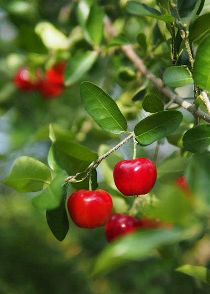 Barbados Cherry tropical fruit tree Sow Exotic with glossy green leaves and red fruits on Tampa Home & Garden Store
