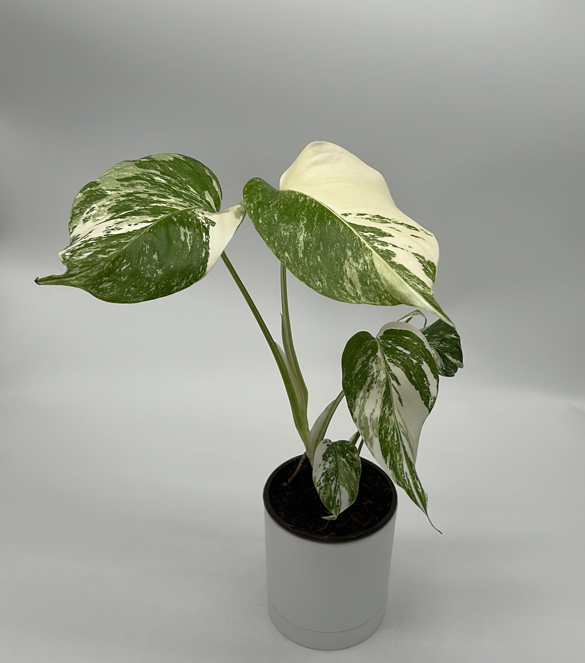 Monstera Albo Borsigiana variegated plant in a white pot with green and cream leaves RUNOPLANTS on Tampa Home & Garden Store