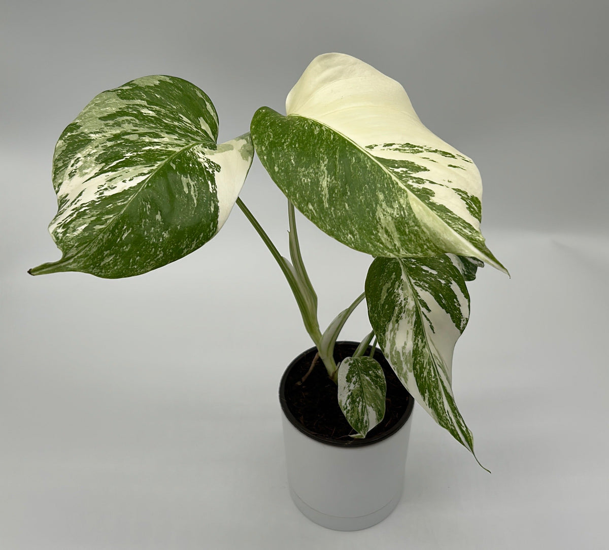 Monstera Albo Borsigiana plant in pot with green and ivory variegated leaves RUNOPLANTS on Tampa Home & Garden Store
