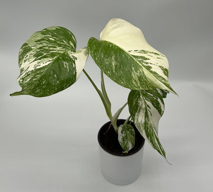 Monstera Albo Borsigiana plant in pot with green and ivory variegated leaves RUNOPLANTS on Tampa Home & Garden Store