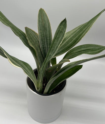 Sansevieria Sayuri potted houseplant with variegated green leaves in white pot RUNOPLANTS on Tampa Home & Garden Store