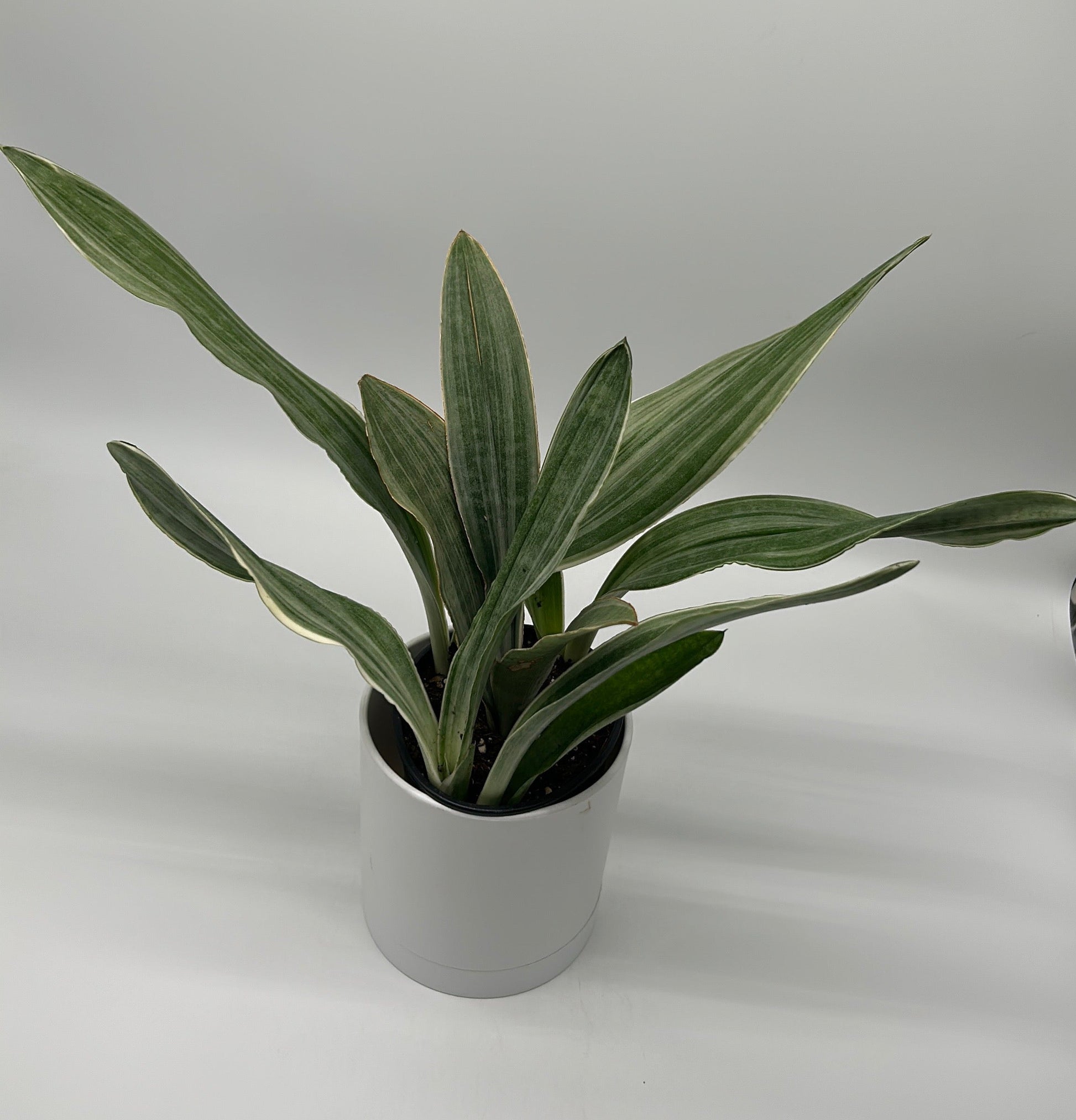 Sansevieria Sayuri potted houseplant with variegated green leaves in a white pot RUNOPLANTS on Tampa Home & Garden Store