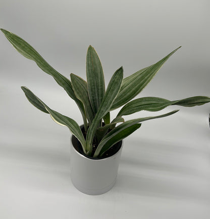 Sansevieria Sayuri potted houseplant with variegated green leaves in a white pot RUNOPLANTS on Tampa Home & Garden Store