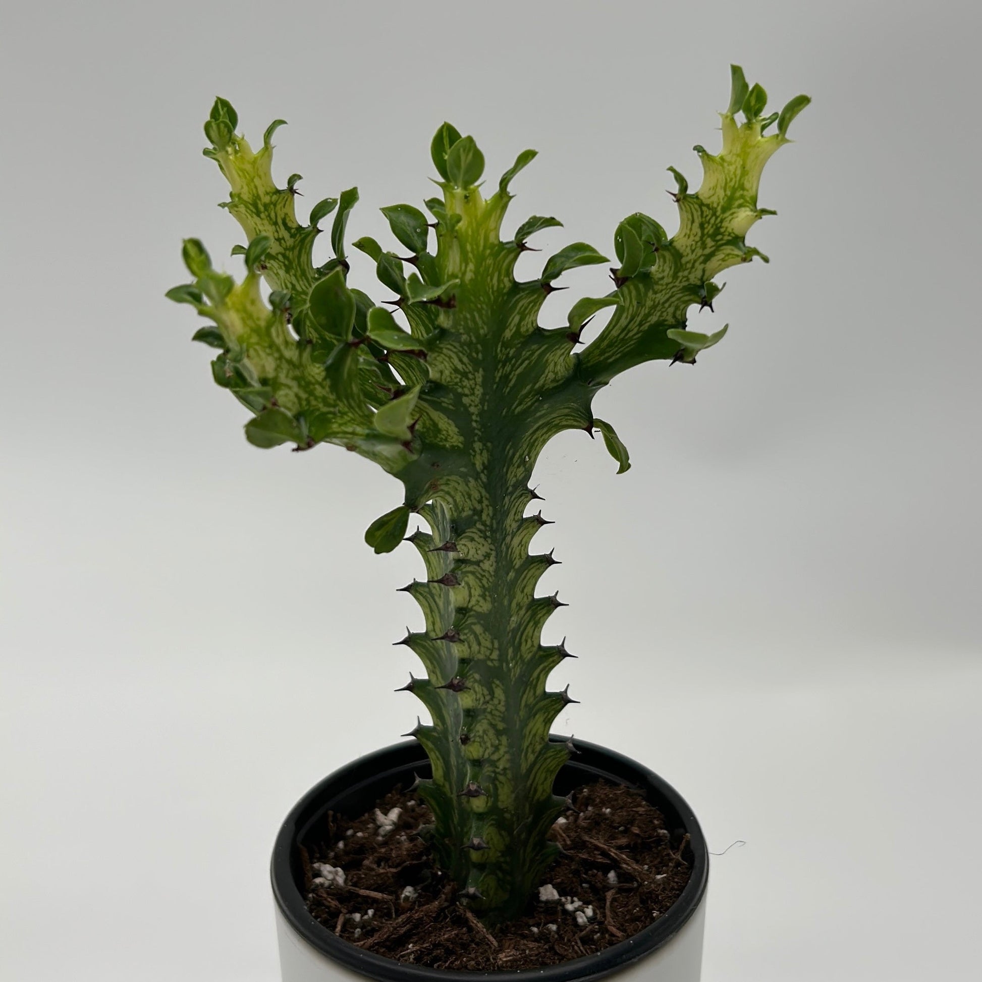 Variegated African Milk Tree Euphorbia trigona cactus in pot with green stems and spines on Tampa Home & Garden Store