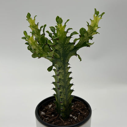 Variegated African Milk Tree Euphorbia trigona cactus in pot with green stems and spines on Tampa Home & Garden Store