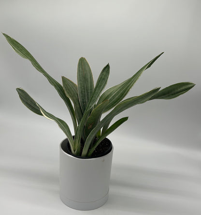 Sansevieria Sayuri variegated houseplant in a white pot RUNOPLANTS on Tampa Home & Garden Store