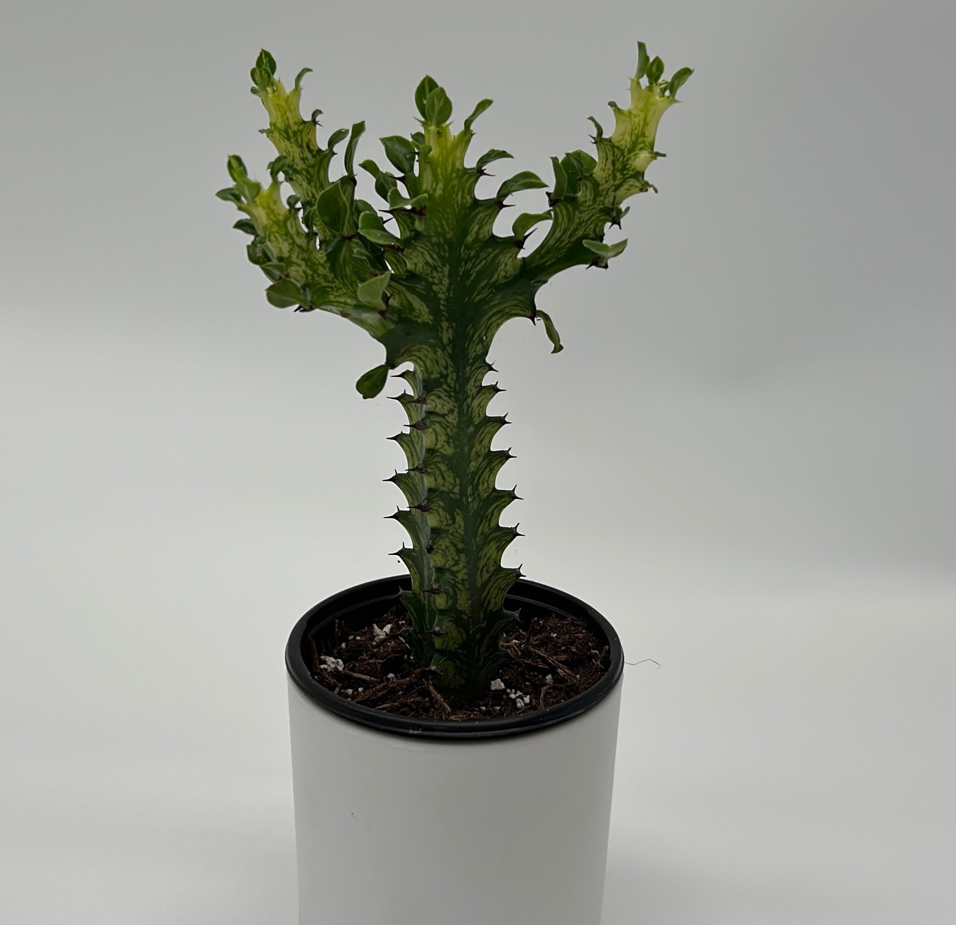 Variegated African Milk Tree Euphorbia trigona cactus in white pot with green variegation on Tampa Home & Garden Store
