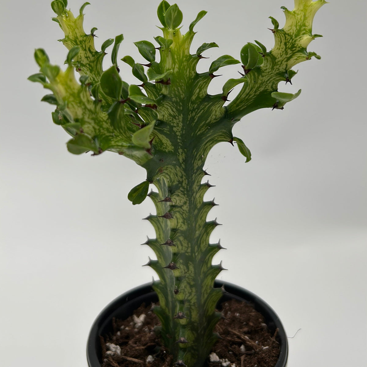 Variegated African Milk Tree Euphorbia Trigona cactus in pot with green stems and spines on Tampa Home & Garden Store