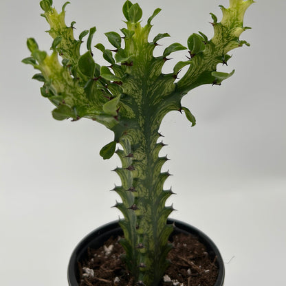 Variegated African Milk Tree Euphorbia Trigona cactus in pot with green stems and spines on Tampa Home & Garden Store
