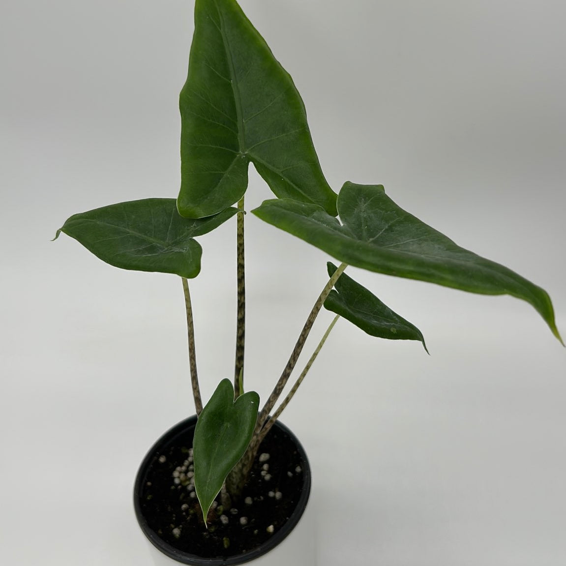 Alocasia Stingray potted houseplant with green arrowhead leaves RUNOPLANTS on Tampa Home & Garden Store