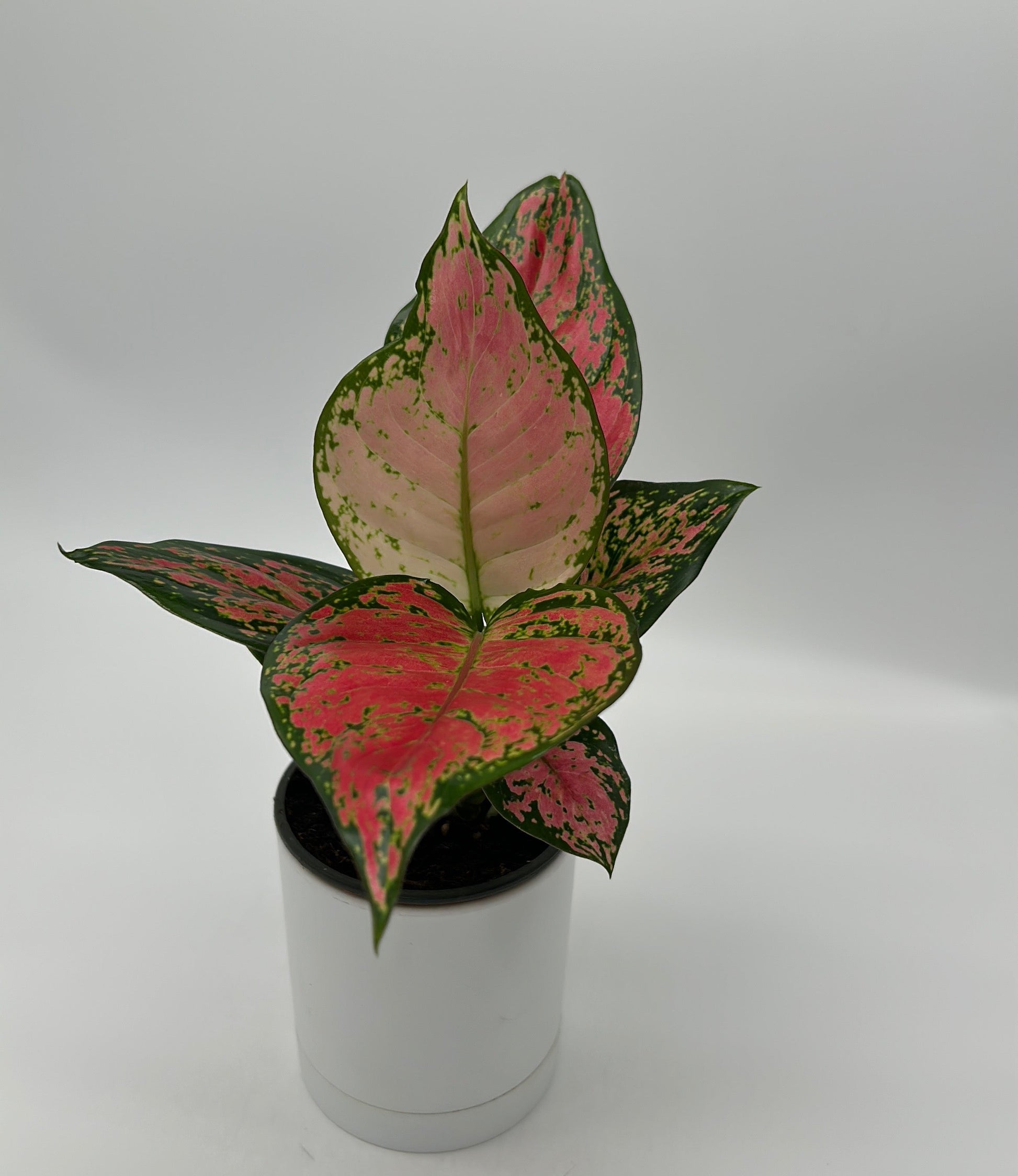 Aglaonema Lady Valentine plant with pink and green variegated leaves in a white pot on Tampa Home & Garden Store