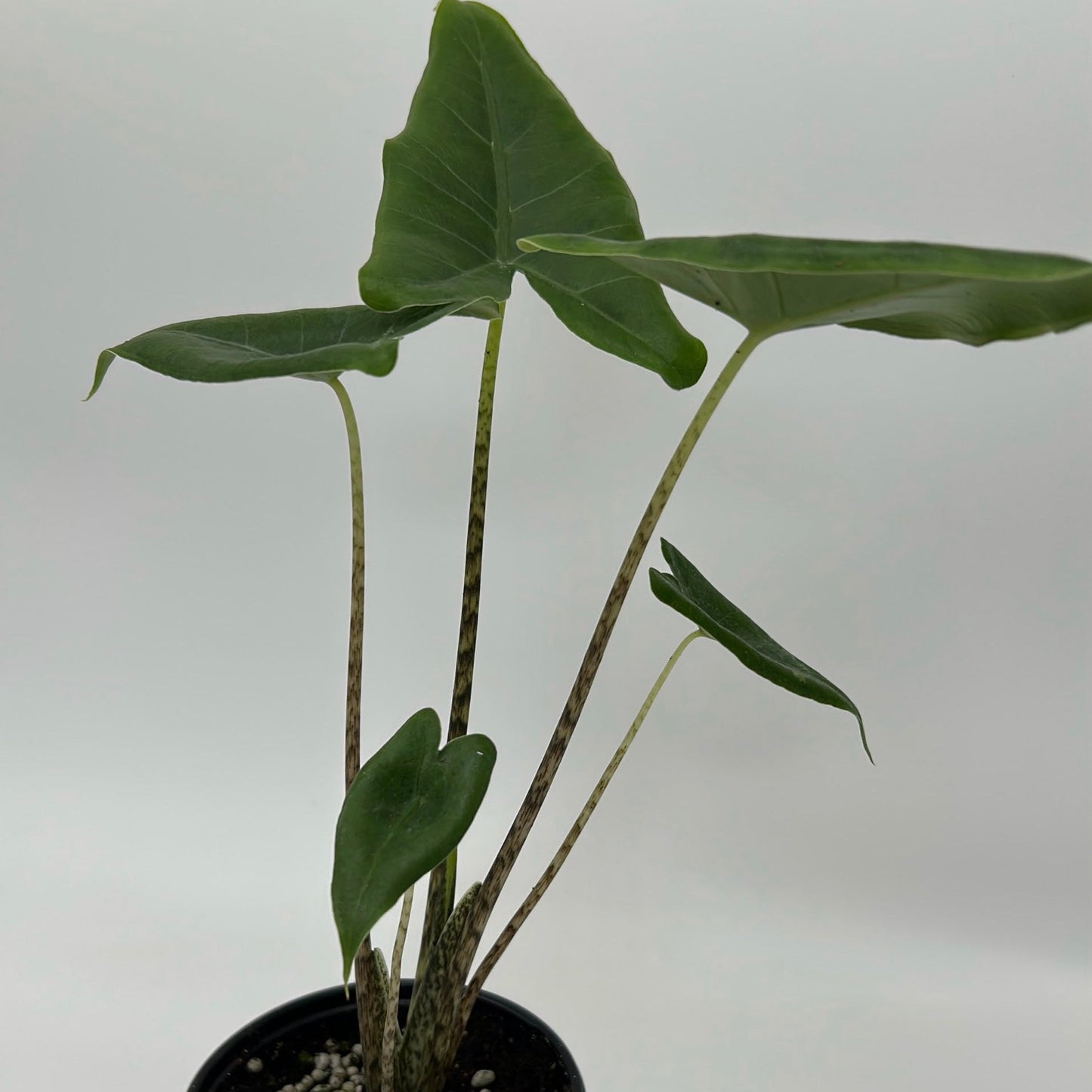Alocasia Stingray potted plant, RUNOPLANTS, green leaves on speckled stems on Tampa Home & Garden Store