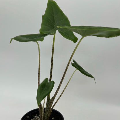 Alocasia Stingray potted plant, RUNOPLANTS, green leaves on speckled stems on Tampa Home & Garden Store