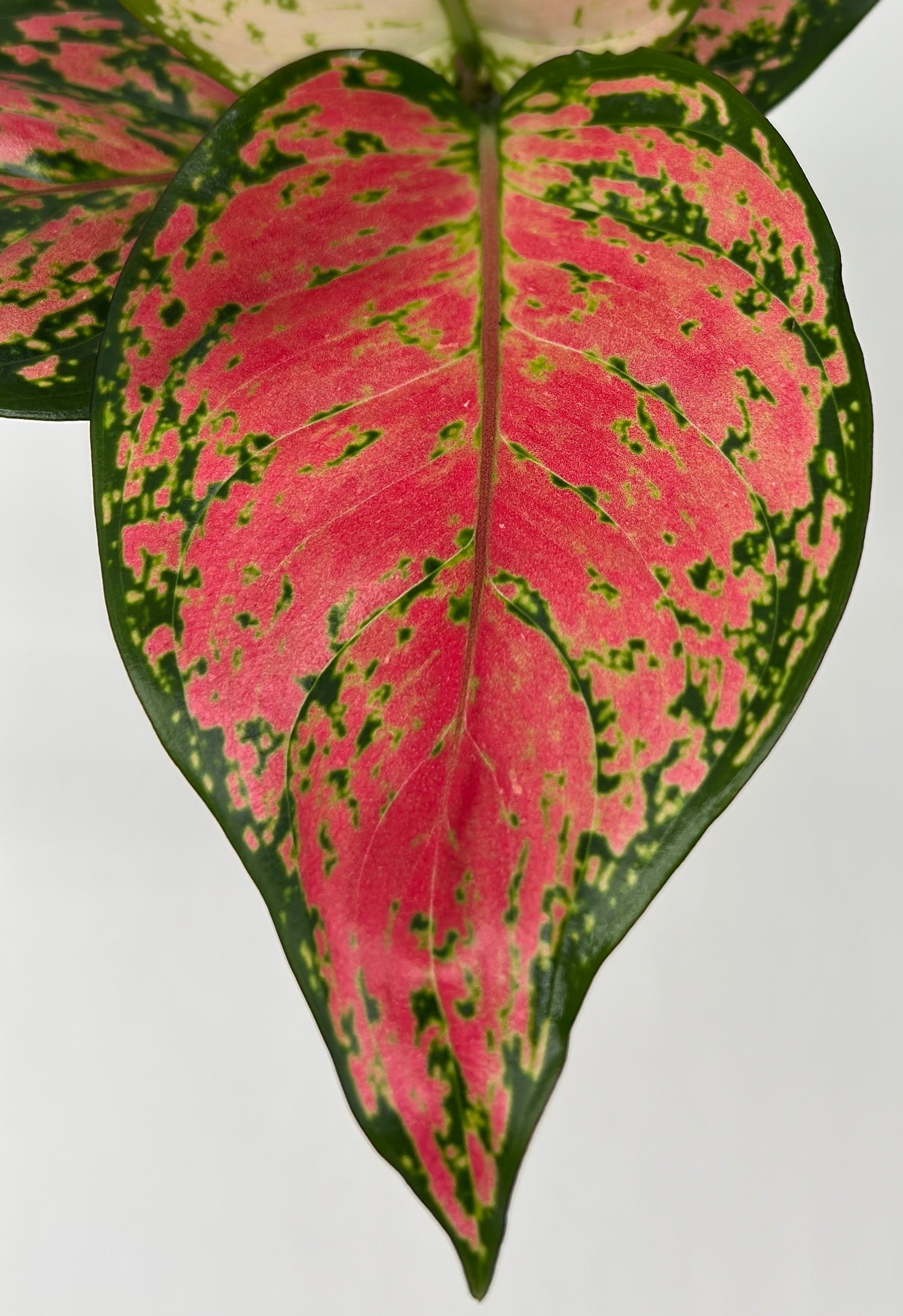 Aglaonema Lady Valentine leaf, pink center with green edges, RUNOPLANTS houseplant on Tampa Home & Garden Store