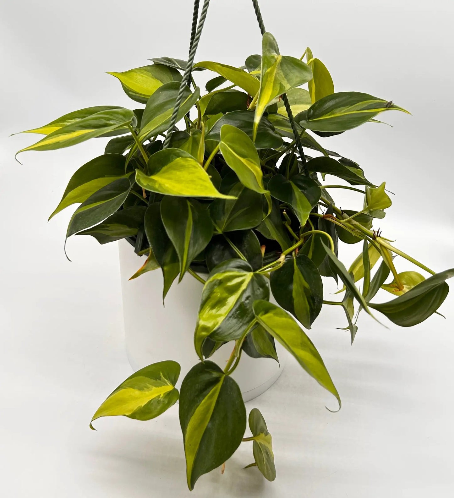 Philodendron Brazil heartleaf plant with variegated yellow-green leaves in a hanging pot on Tampa Home & Garden Store