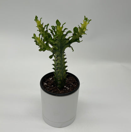 Variegated African Milk Tree Euphorbia trigona cactus in a white pot with variegation on Tampa Home & Garden Store