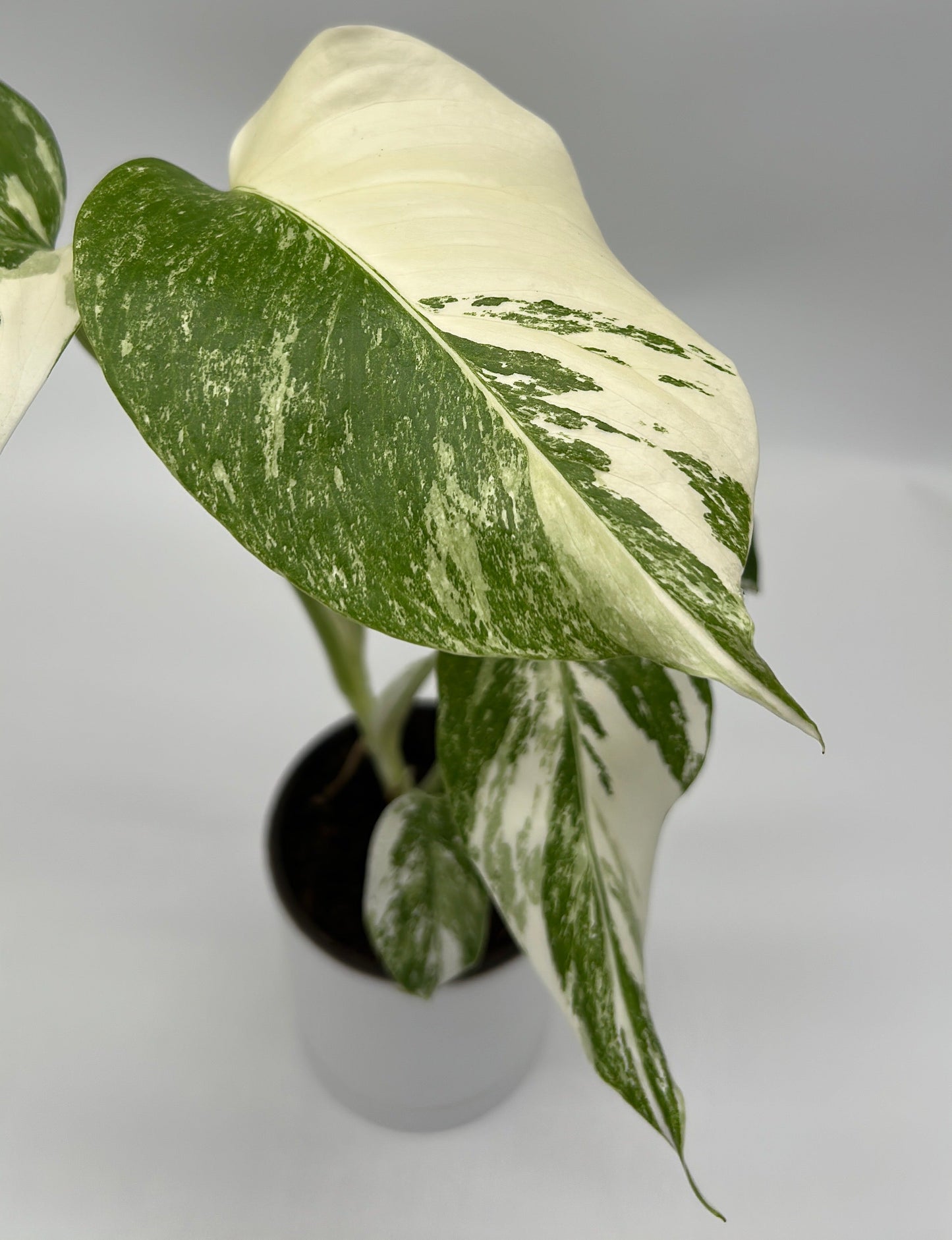 Monstera Albo Borsigiana variegated leaf plant in pot with green cream marbling on Tampa Home & Garden Store