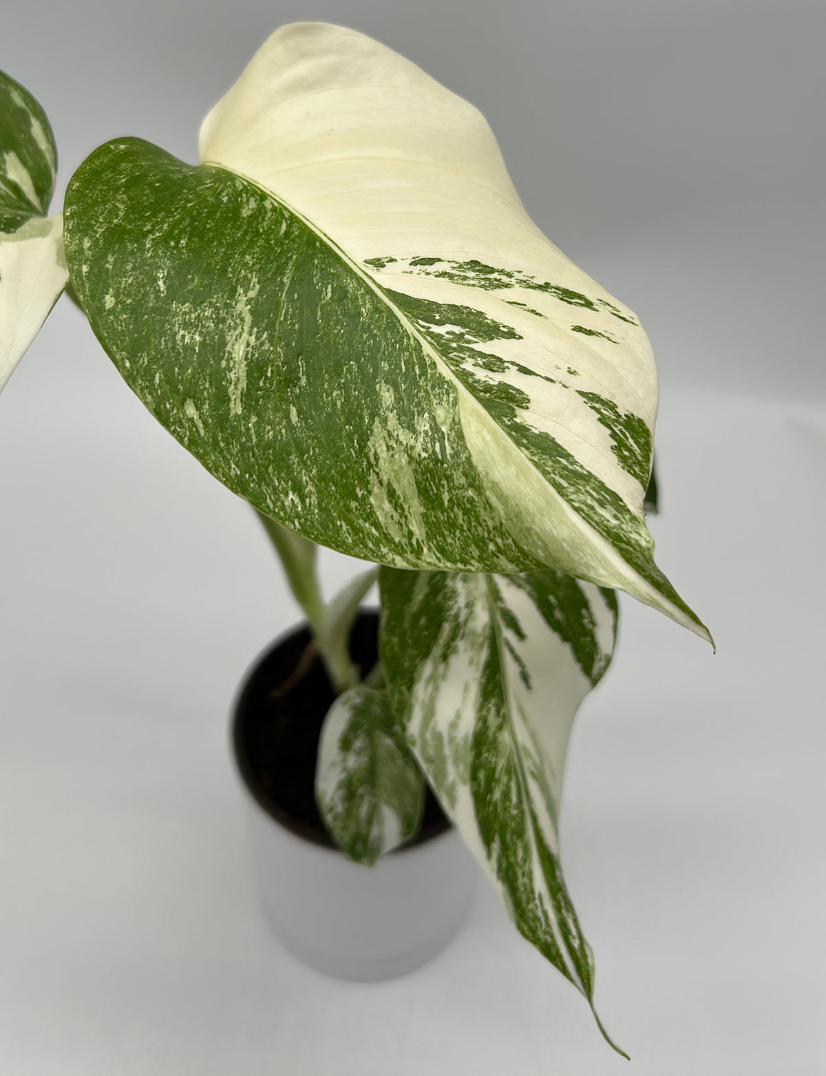 Monstera Albo Borsigiana variegated leaf plant in pot with green cream marbling on Tampa Home & Garden Store