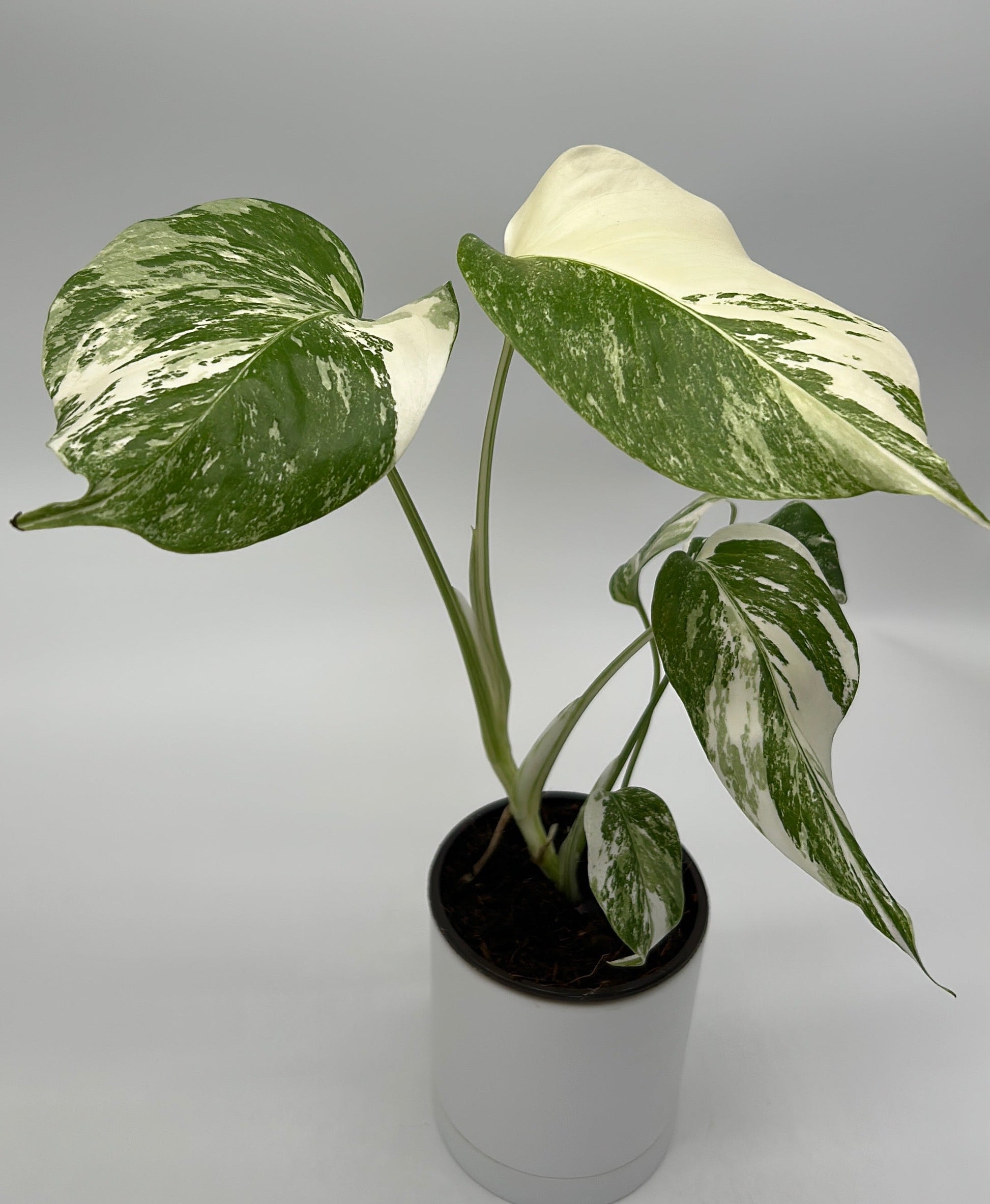 Monstera Albo Borsigiana variegated potted houseplant RUNOPLANTS cream and green leaves on Tampa Home & Garden Store