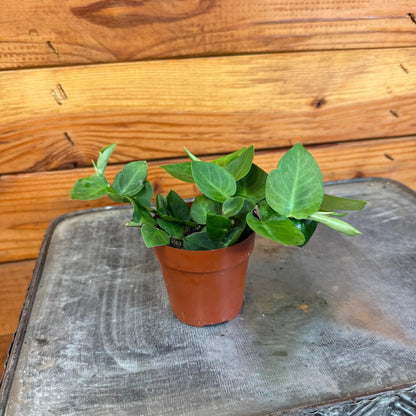 Rhaphidophora Hayi, 2" Plant - Tampa Home & Garden Store