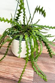 Ric Rac Cactus - Tampa Home & Garden Store