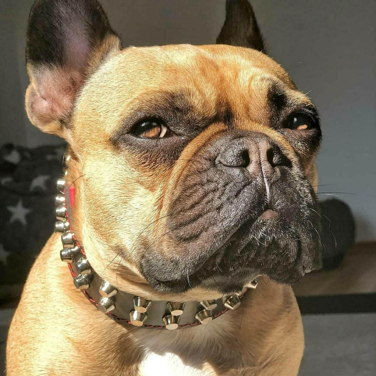 "Rocky" collar - Tampa Home & Garden Store