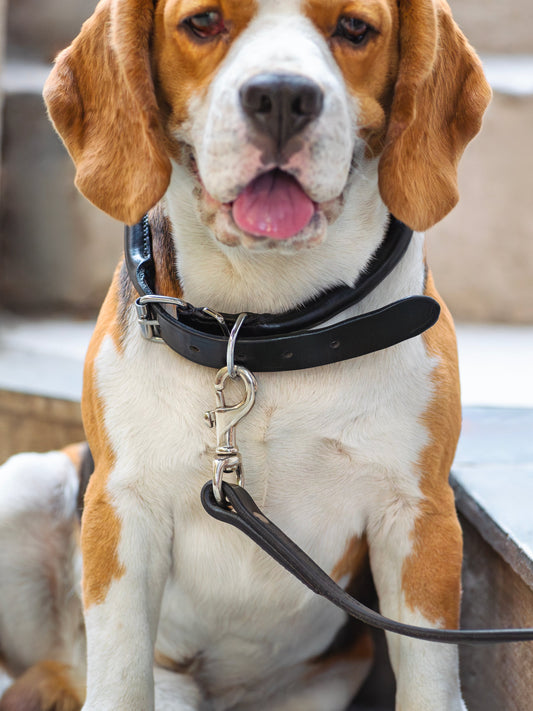 Rolled Leather Dog Collar - Tampa Home & Garden Store