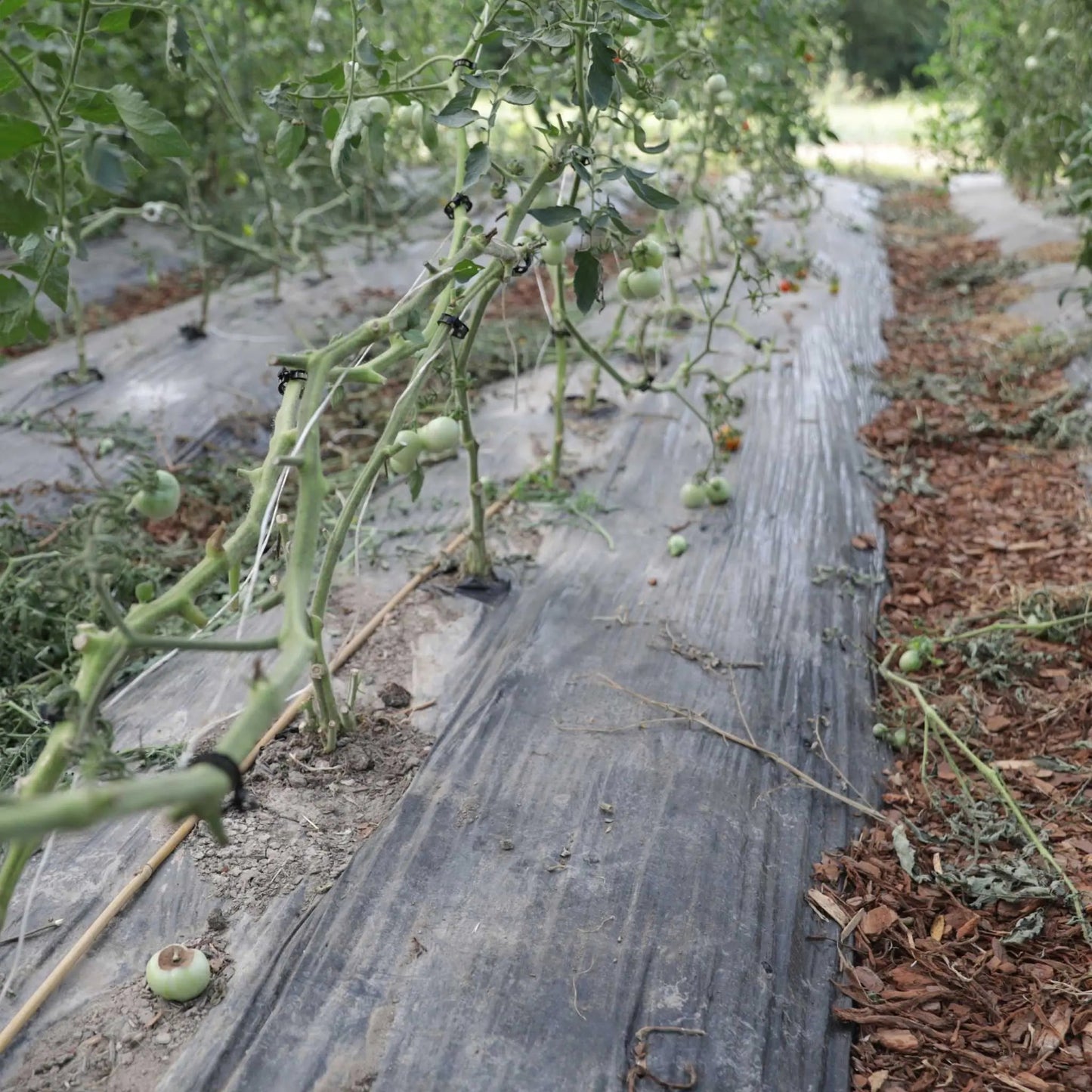 Ganchos enrollables para tomates