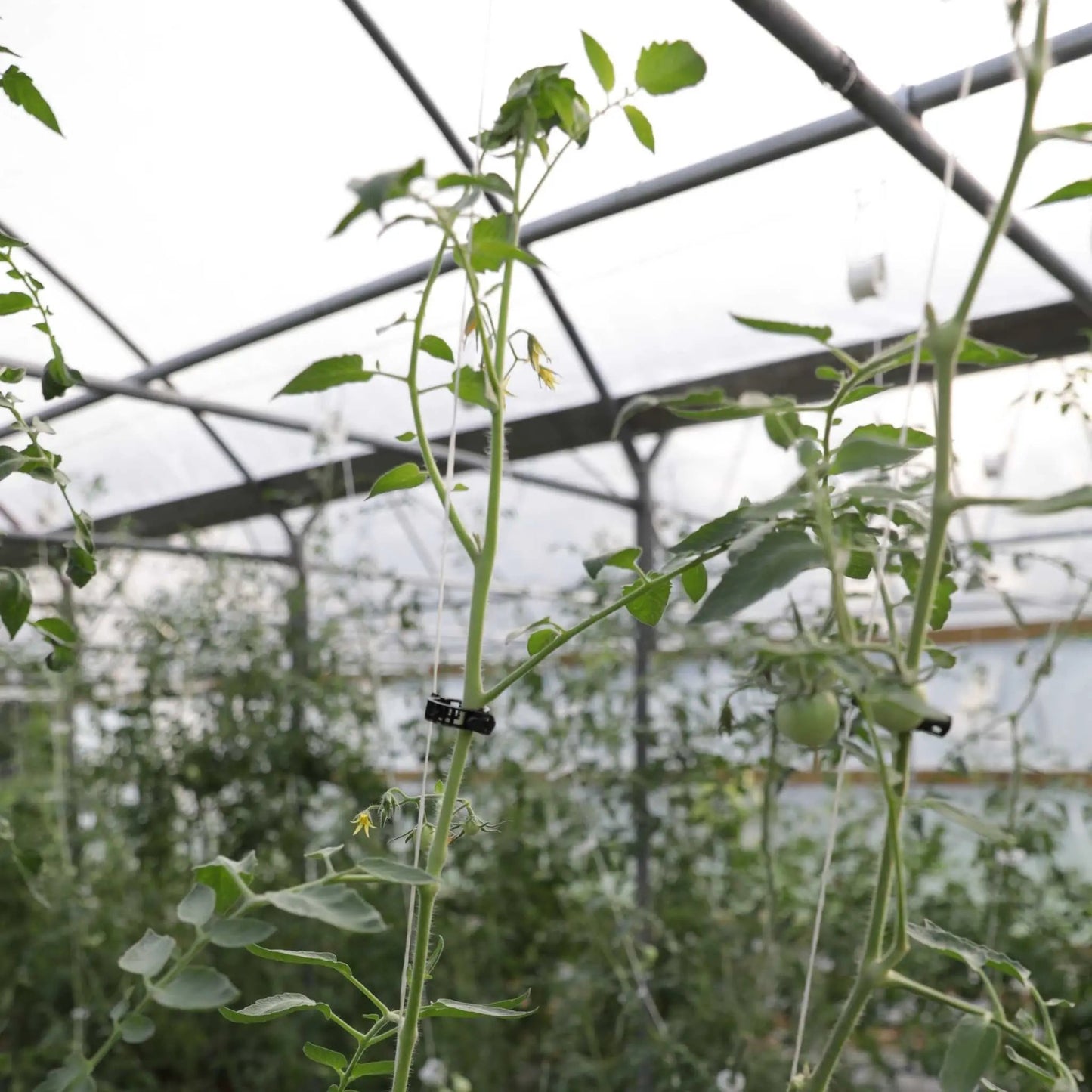 Ganchos enrollables para tomates