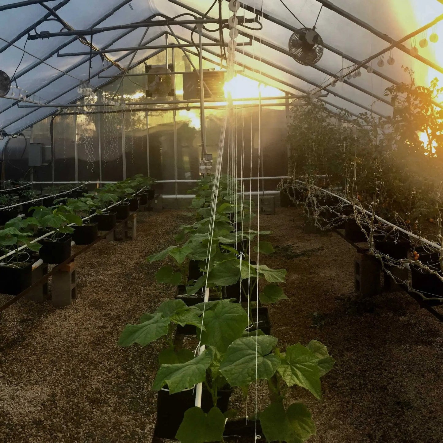 Ganchos enrollables para tomates