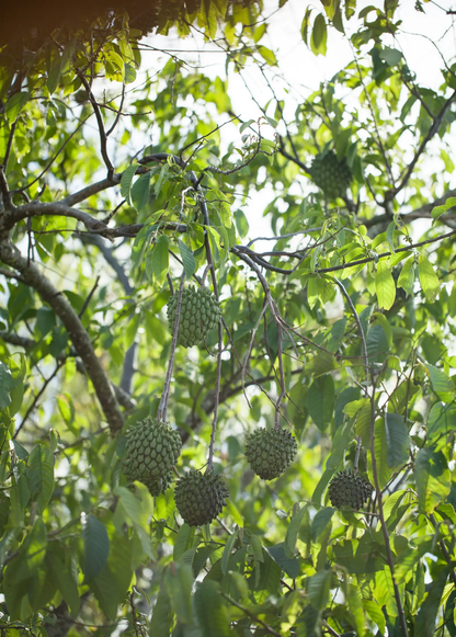 Rollinia (Rollinia deliciosa) - Tampa Home & Garden Store