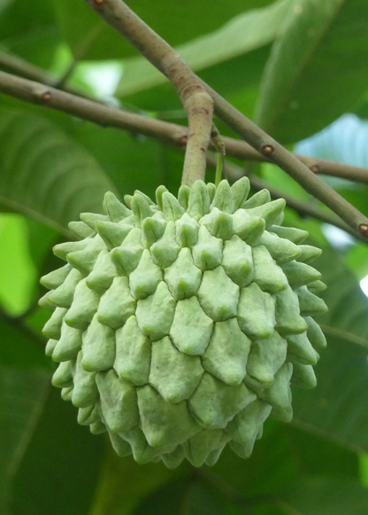 Rollinia (Rollinia deliciosa) - Tampa Home & Garden Store