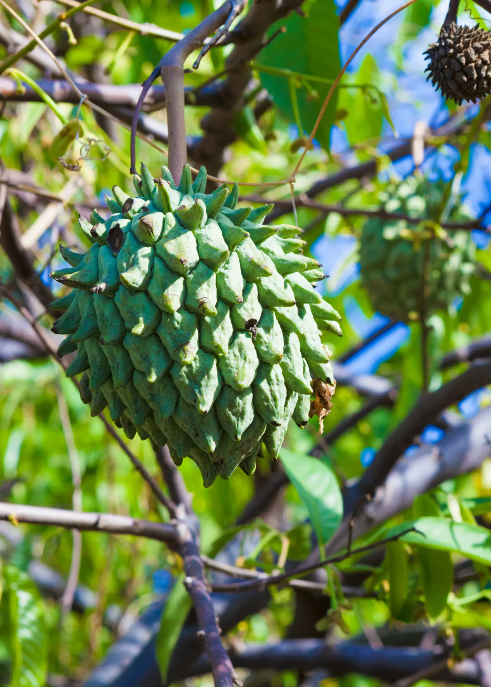 Rollinia (Rollinia deliciosa) - Tampa Home & Garden Store