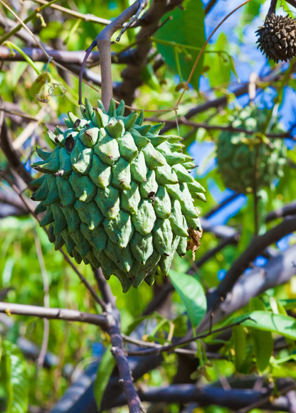 Rollinia (Rollinia deliciosa) - Tampa Home & Garden Store