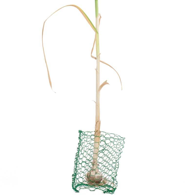 Root Guard Gopher Basket Mini (6/pk) - Tampa Home & Garden Store