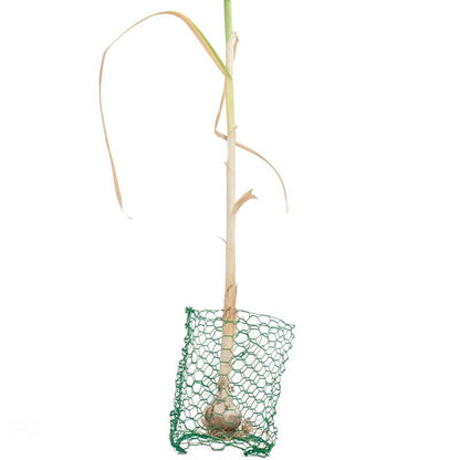 Root Guard Gopher Basket Mini (6/pk) - Tampa Home & Garden Store