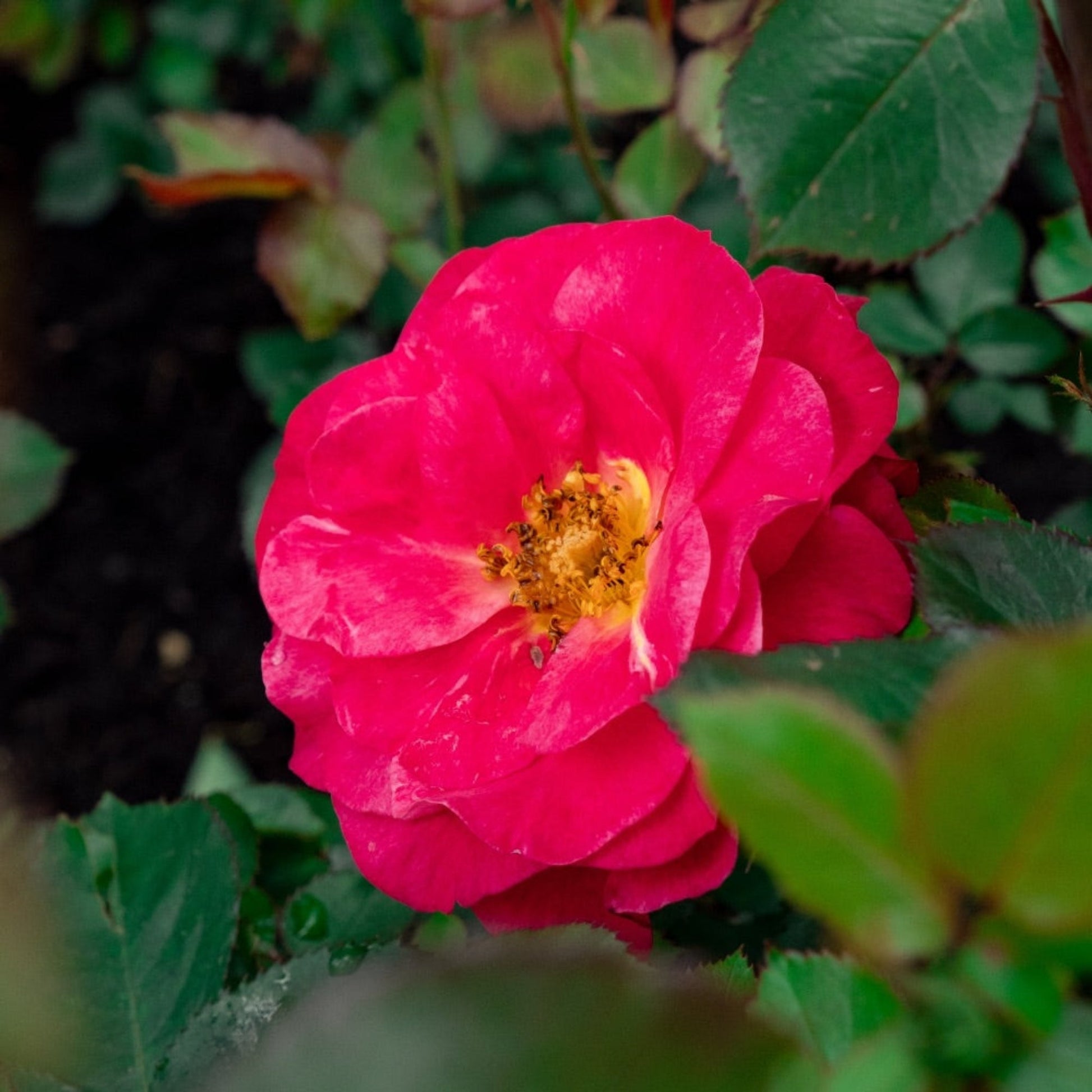 Cinnamon Hearts™ Rose plant with vivid pink petals and yellow center, Live Good Logistics on Tampa Home & Garden Store