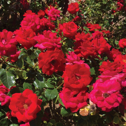 Cinnamon Hearts Rose plant with red blooms and glossy green leaves Live Good Logistics indoor on Tampa Home & Garden Store
