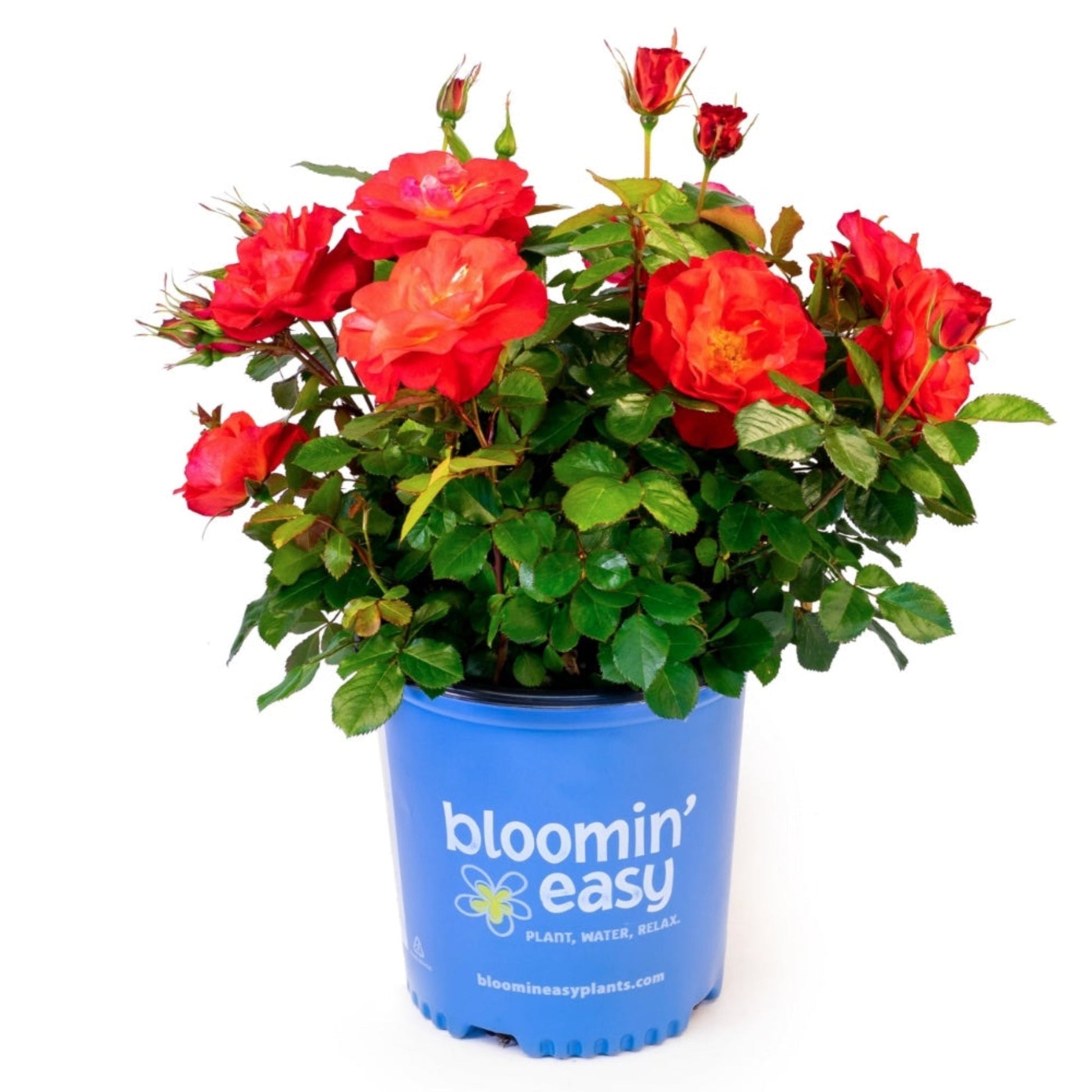 Cinnamon Hearts Rose plant in a blue Blooming Easy pot with bright red blooms and green foliage on Tampa Home & Garden Store