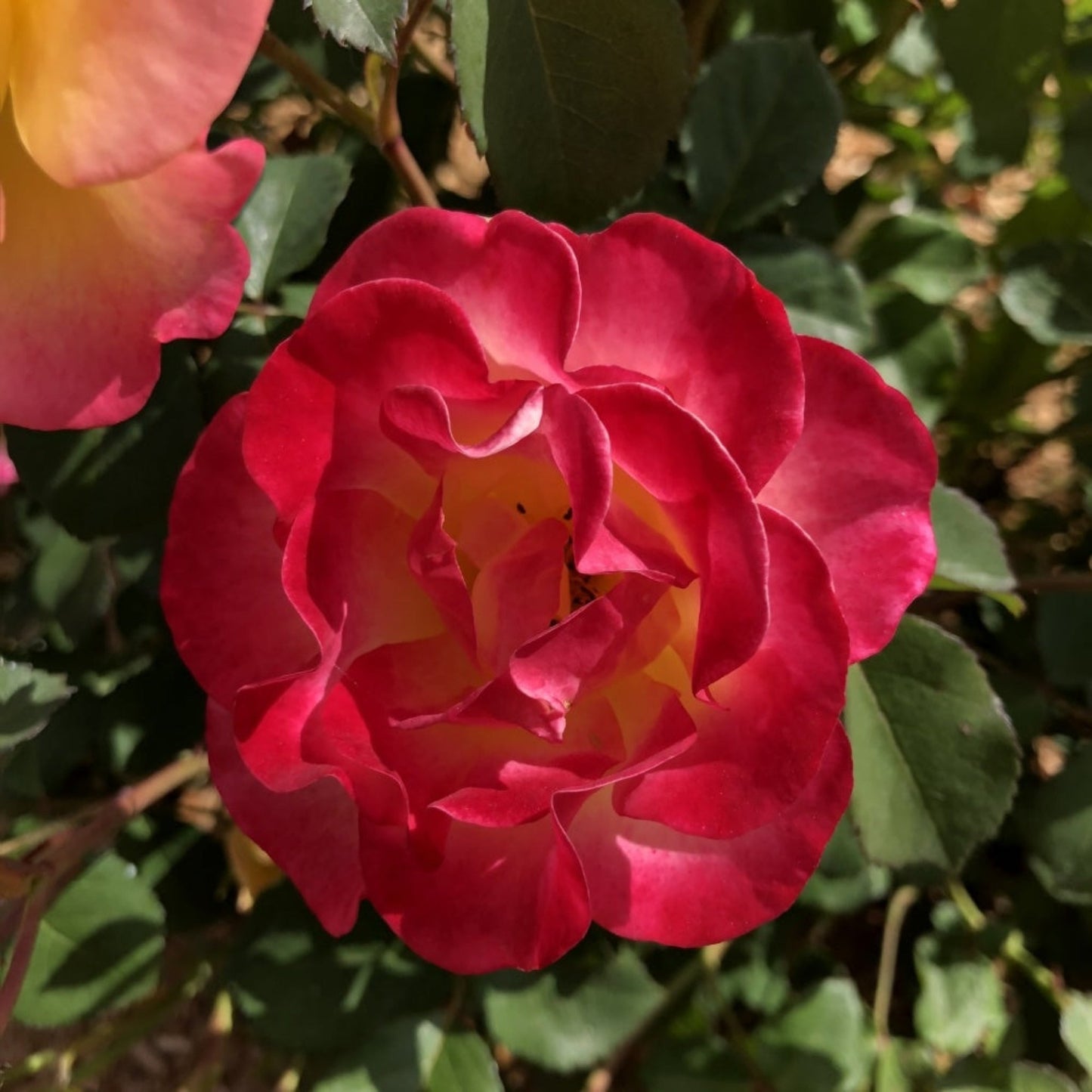Gumball Goody Rose plant with vibrant pink-red petals in bloom on Tampa Home & Garden Store