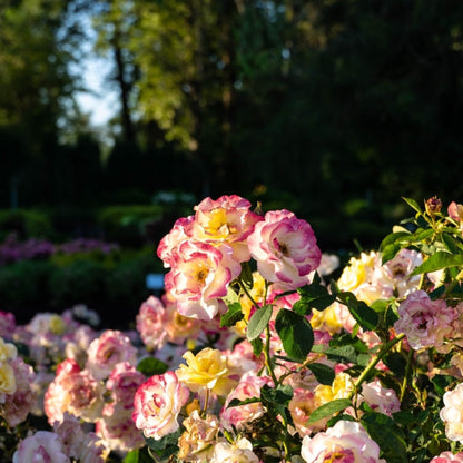Gumball Goody Rose plant with pink yellow blooms, Live Good Logistics, indoor/outdoor plant on Tampa Home & Garden Store