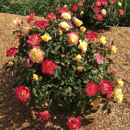 Gumball Goody Rose plant with pink-to-yellow gradient blooms by Live Good Logistics on Tampa Home & Garden Store